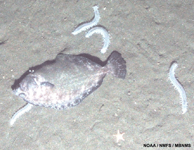image of Dover sole and white cucumbers (sp. pannychia)