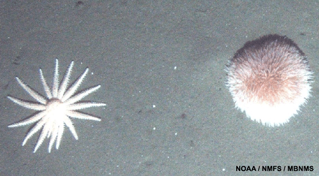 image of Pom Pom anemone (liponema breviconis) and seastar