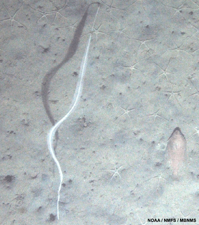 image of a sole sits next to a sea whip surrounded by white brittle stars