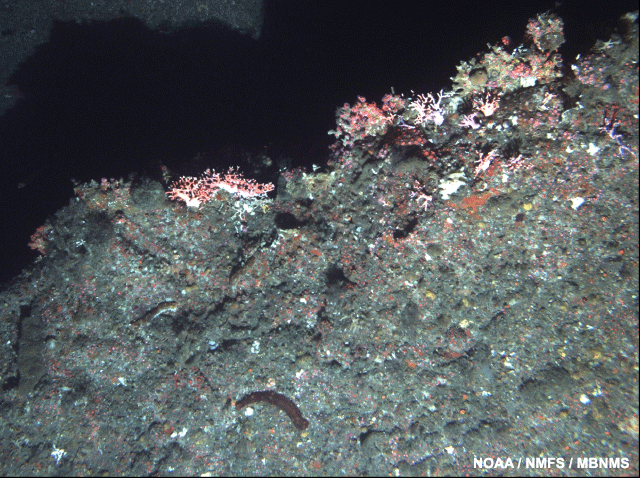 image of a hydrocoral on a rocky ridge