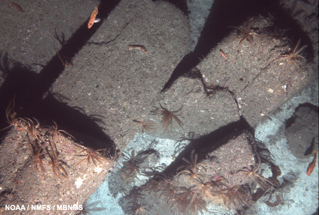 image of a crinoids on big granite blocks with Sebastomus rockfish.