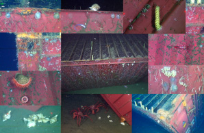 Biological community of deep-sea hard substratum species growing on shipping container