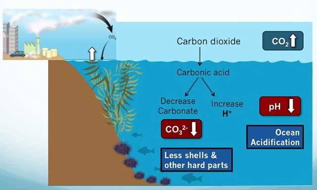 ocean acidification diagram