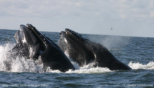 picture of two humpback whales lunge feeding