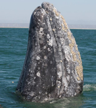 picture of gray whale spyhopping