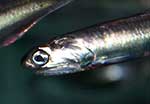Northern Anchovy  Photo