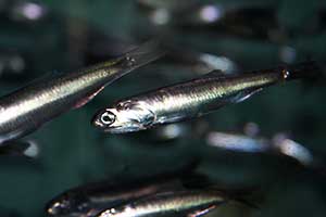 Northern Anchovy Photo