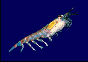 photo of krill