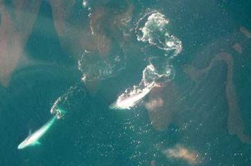 Two blue whales feeding on surface swarms of krill