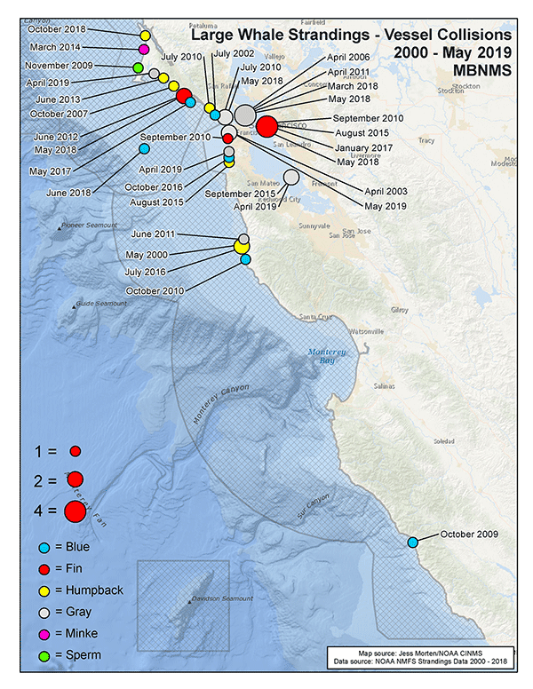 map showing large whale strandings within california due to possible vessel strike 2006-2019