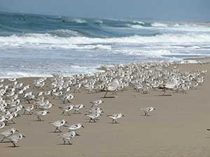 shorebirds on the beach