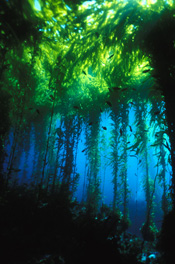 Kelp Forest in CINMS