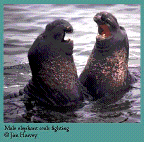 Two male elephant seals