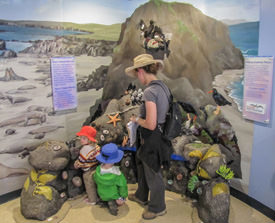 picture of the interdidal exibit at coastal discovery center