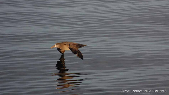 picture of black-footed albatross flying in MBNMS