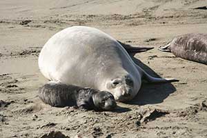 elephant seal and pup on the beach