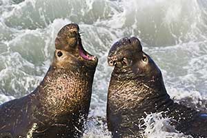 two elephant seals fighing in surf
