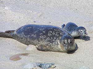 harbor seal and pup on the beach