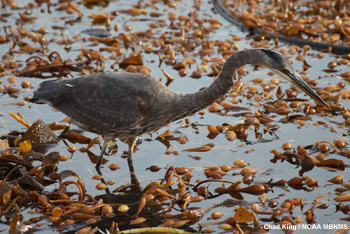 A Great Blue Heron (Ardea herodias) standing on top of kelp canopy while spotting his prey in Whaler's Cove at Point Lobos State Park and Marine Reserve