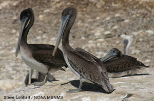 picture of brown pelicans at Anu Nuevo