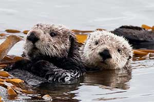 sea otters in kelp bed