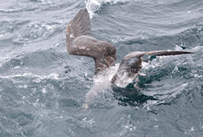 picture of Pink-footed Shearwater diving for fish