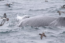 picture of Humpback whale and Shearwaters at feeding frenzy (Pacific Mackerel jumping out of water)