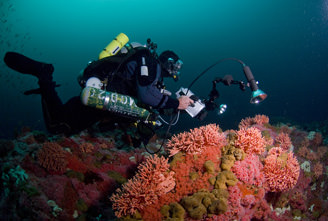 image if diver in sanctuary waters