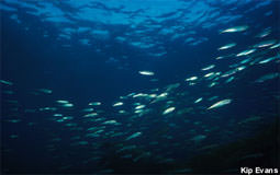 picture of mackerel in MBNMS