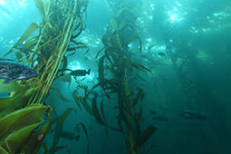 picture of kelp forest in MBNMS