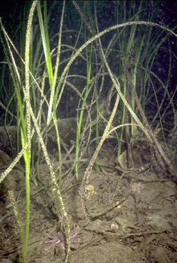 picture of eelgrass in MBNMS