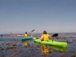 kayakers in kelp beds