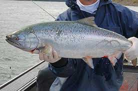 caught salmon