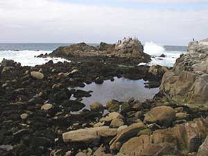 point pinos tide pools
