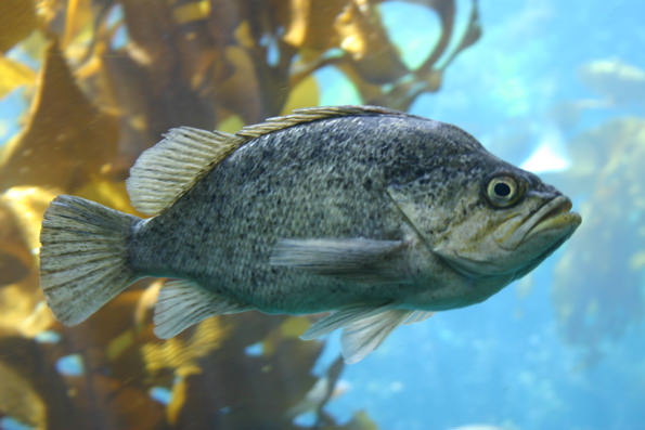 kelp rockfish