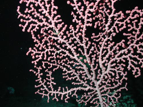 bubblegum coral