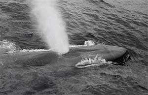 Blue Whale blow