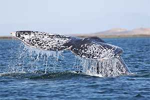 Gray Whale fluke