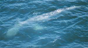 Gray Whale 