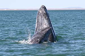 Gray Whales spy hopping