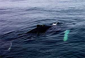 Humpback Whale surfacing 