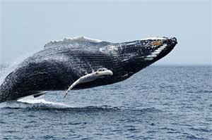Humpback Whale breach