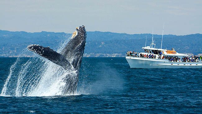 image of humpback whale breaching by Wade Tregaskis